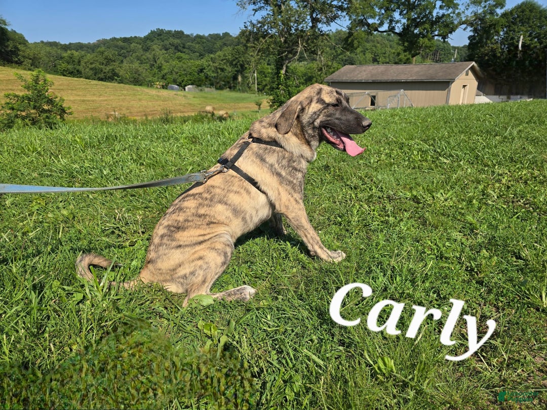 Anatolian Shepherd dogs for sale: Bell - Image 3
