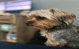 Yorkshire Terrier dogs for sale: Duke - Image 7