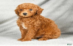 Miniature Poodle dogs for sale: Dusty - Image 1