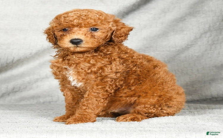 Miniature Poodle dogs for sale - Ad 5
