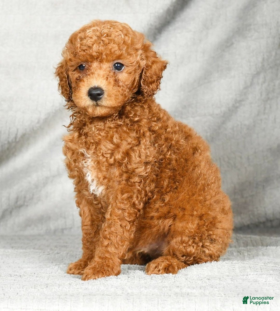 Miniature Poodle dogs for sale: Dusty - Image 1