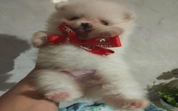 Pomeranian dogs for sale: Alvin - Image 2