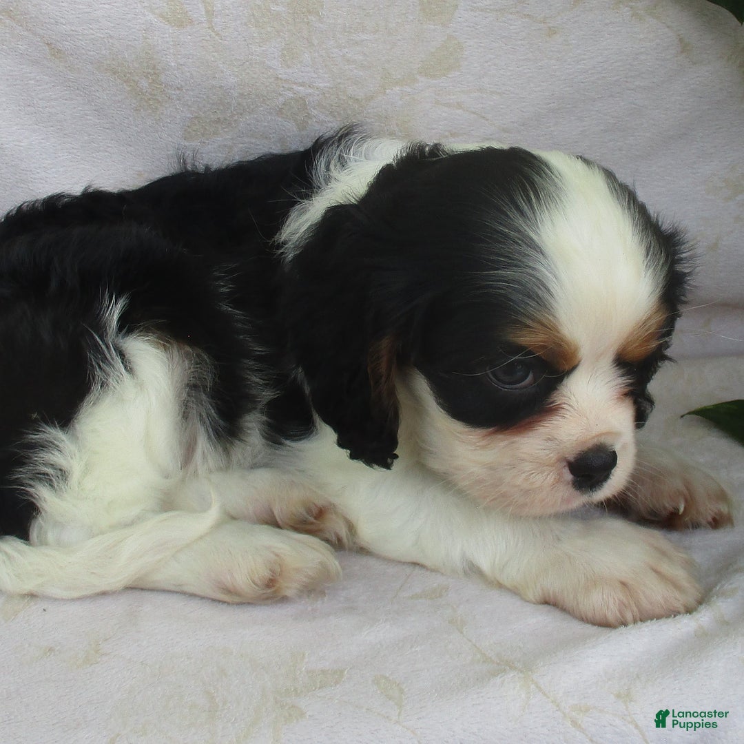 Cavalier King Charles Spaniel dogs for sale: Rosalyn - Image 4