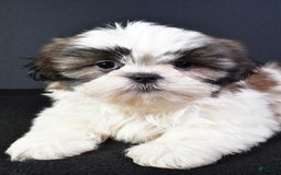 Shih Tzu dogs for sale: Jay - Image 4