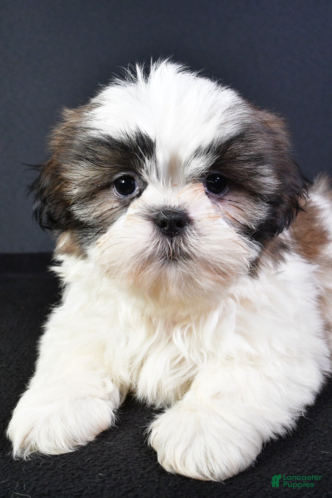 Shih Tzu dogs for sale: Jay - Image 4