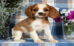 Cavalier King Charles Spaniel dogs for sale: Anna - Image 6