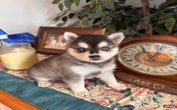 Alaskan Klee Kai dogs for sale: Blue Adam - Image 8