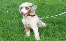 Miniature Poodle dogs for sale: Knox - Image 13