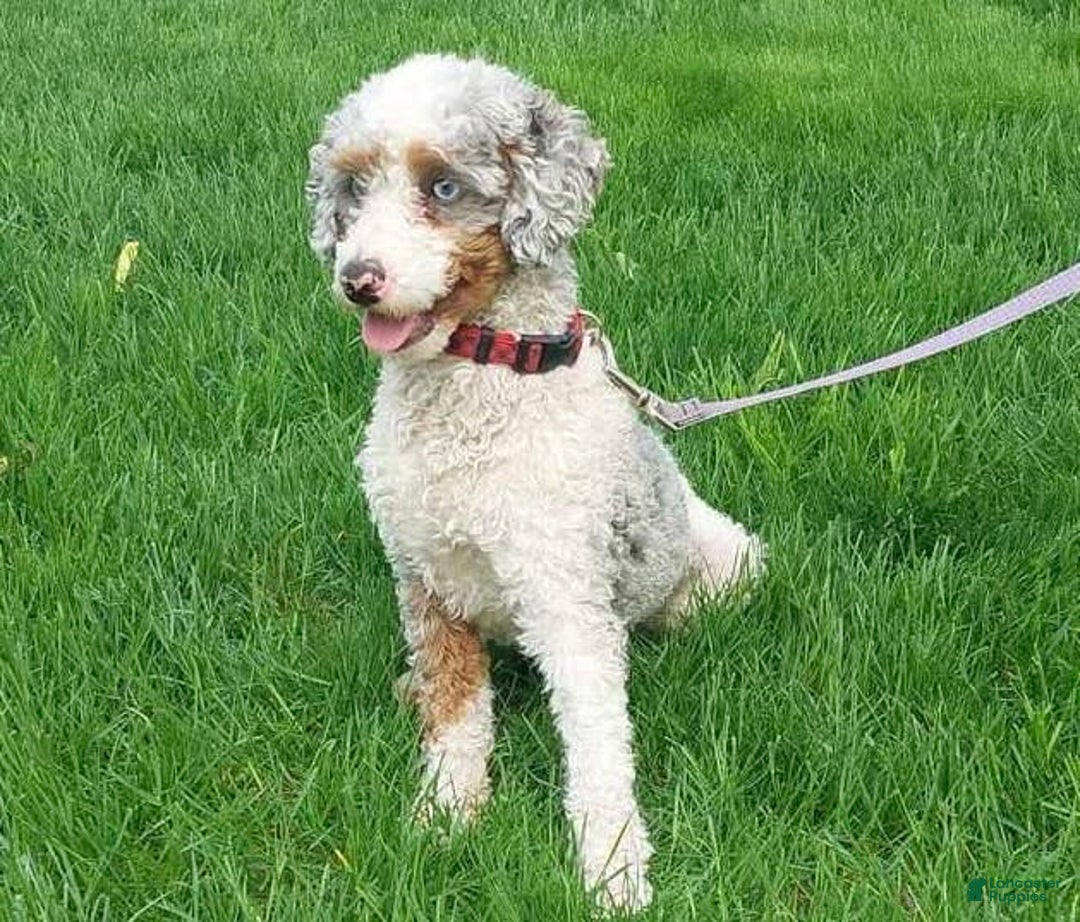 Miniature Poodle dogs for sale: Knox - Image 13