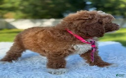 Goldendoodle dogs for sale: Milo - Image 2