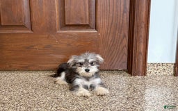 Morkie dogs for sale: Tiny - Image 4