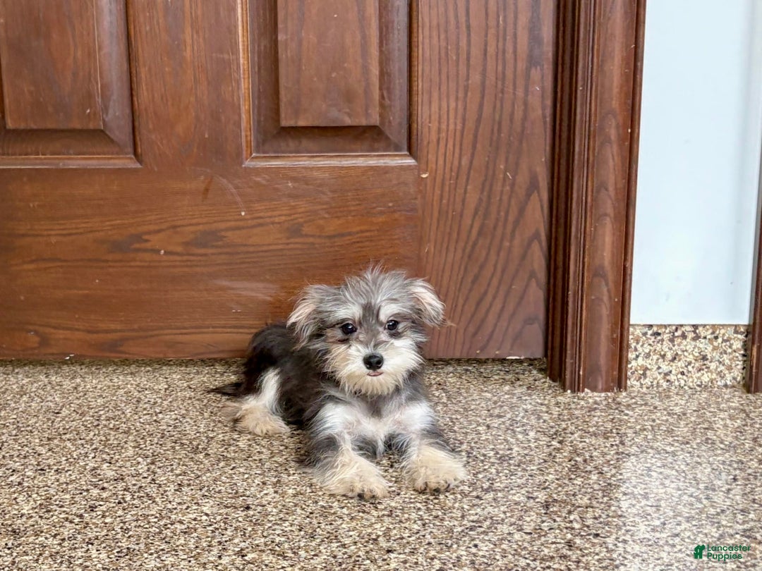 Morkie dogs for sale: Tiny - Image 4