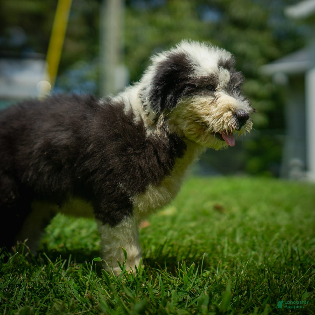 Old English Sheepdog dogs for sale: Flurry - Image 4