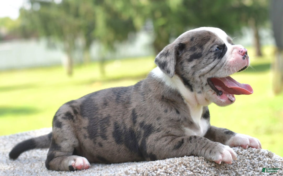 Olde English Bulldogge dogs for sale: Enzo blue eyes mini bulldogge - Image 8