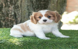 Cavalier King Charles Spaniel dogs for sale: Sarge - Image 7
