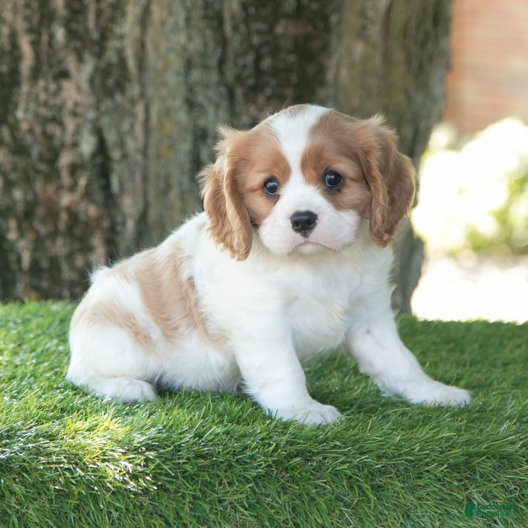 Cavalier King Charles Spaniel dogs for sale: Sarge - Image 7