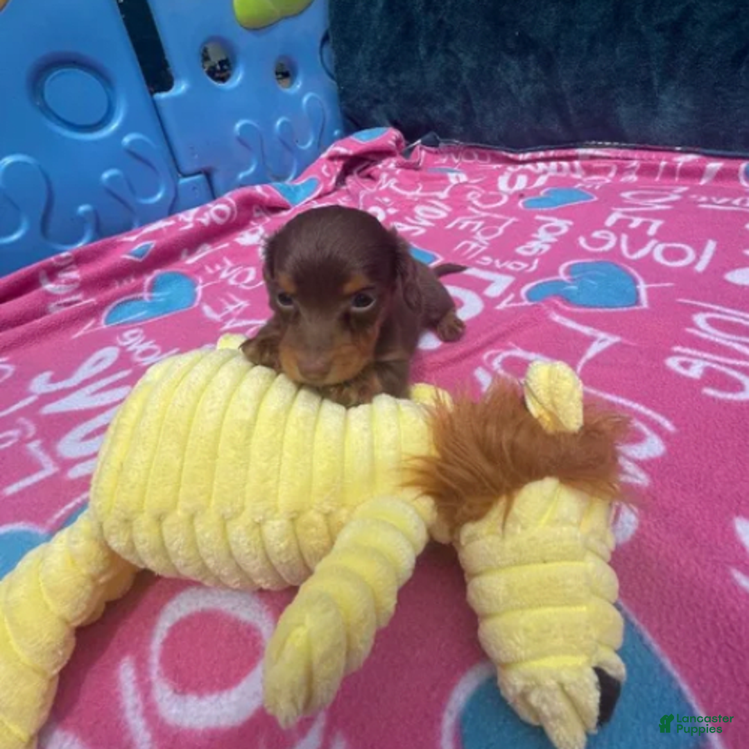 Dachshund dogs for sale: Tiny Girl Cecelia - Image 6