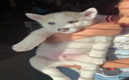Siberian Husky dogs for sale: Boy Puppy - Image 2