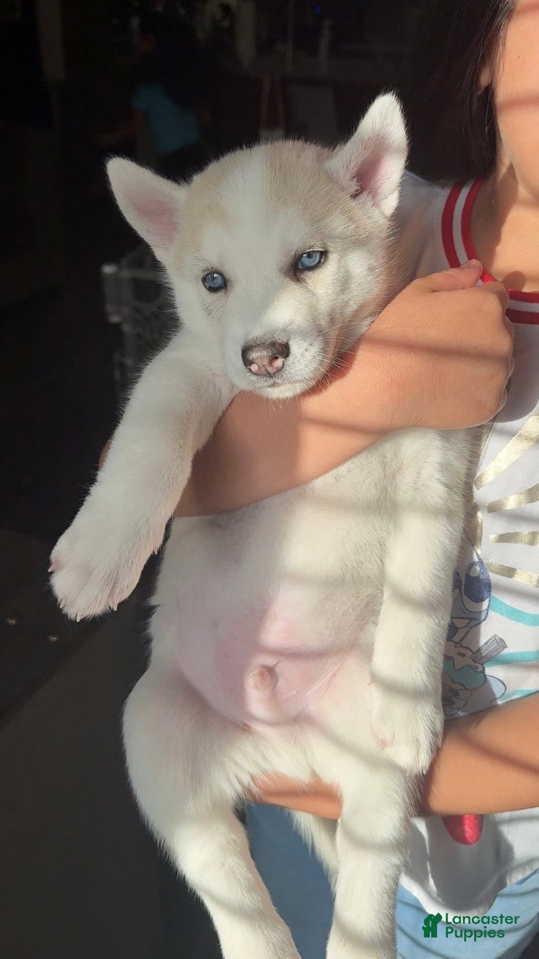 Siberian Husky dogs for sale: Boy Puppy - Image 2