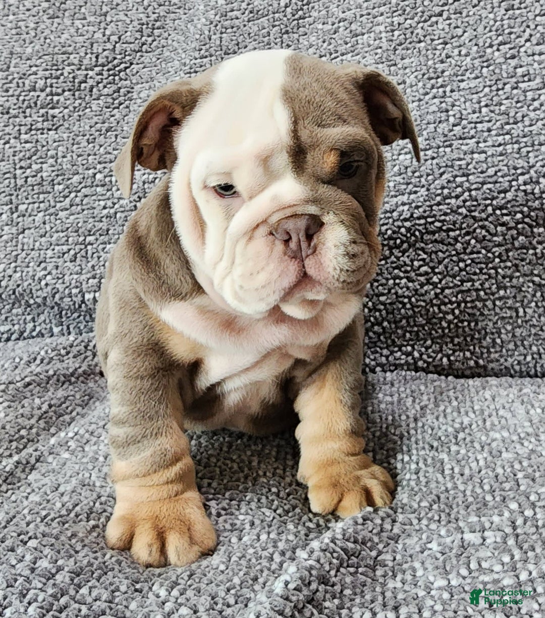 English Bulldog dogs for sale: Groza - Image 6