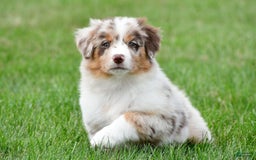 Australian Shepherd dogs for sale: Leo - Image 2