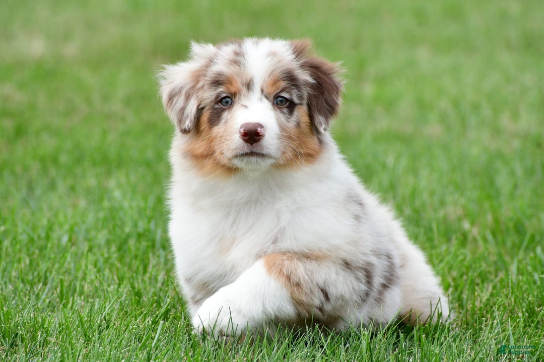 Australian Shepherd dogs for sale: Leo - Image 2