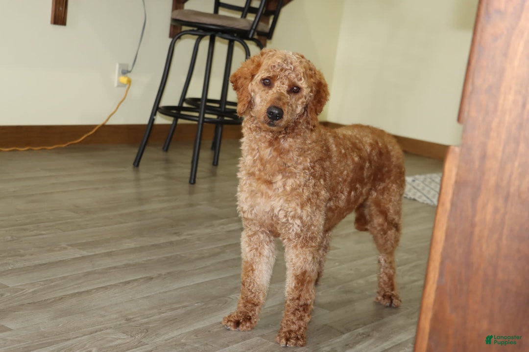 Mini Goldendoodle dogs for sale: Atlas - Image 4