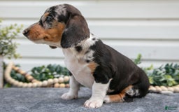 Miniature Dachshund dogs for sale: Miniature Dachshund 4 puppies - Image 9