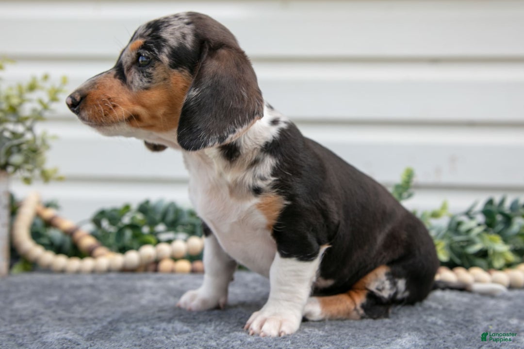 Miniature Dachshund dogs for sale: Miniature Dachshund 4 puppies - Image 9