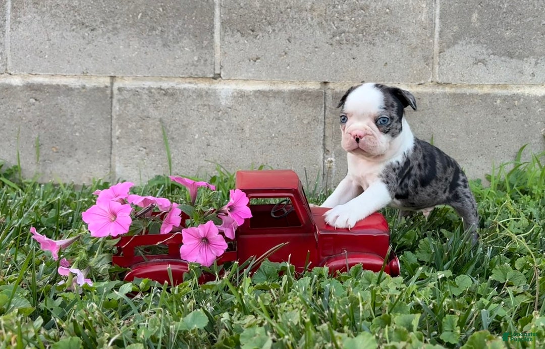 Boston Terrier dogs for sale: Diamond - Image 7