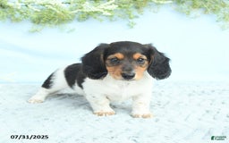 Miniature Dachshund dogs for sale: Ken - Image 2
