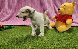 Catahoula Leopard Dog dogs for sale: Duchess 2025 Female 1 - Image 11