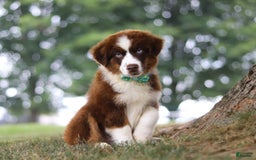 Australian Shepherd dogs for sale: Snorkel - Image 13