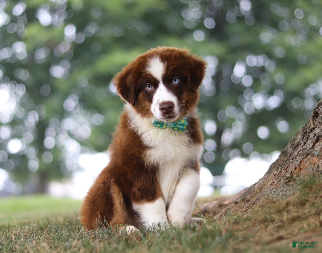 Australian Shepherd dogs for sale: Snorkel - Image 13