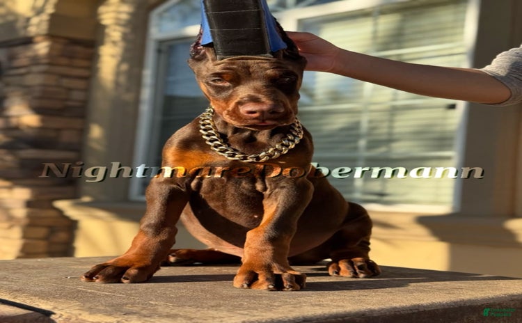 Doberman Pinscher dogs for sale - Ad 1