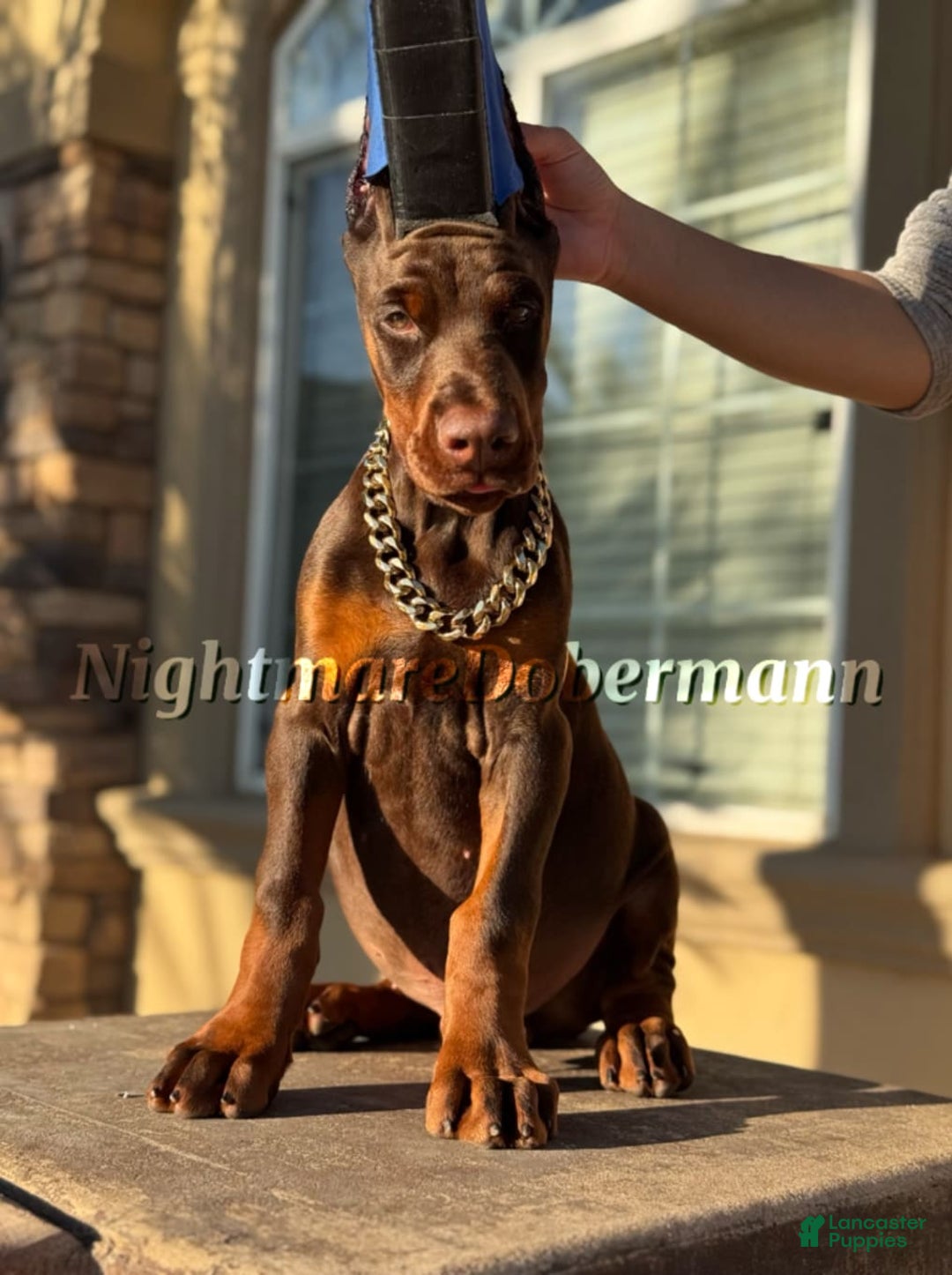 Doberman Pinscher dogs for sale: Whiskey - Image 1