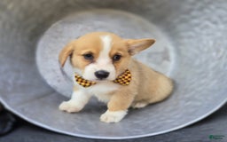 Welsh Corgi Pembroke dogs for sale: Tony - Image 3