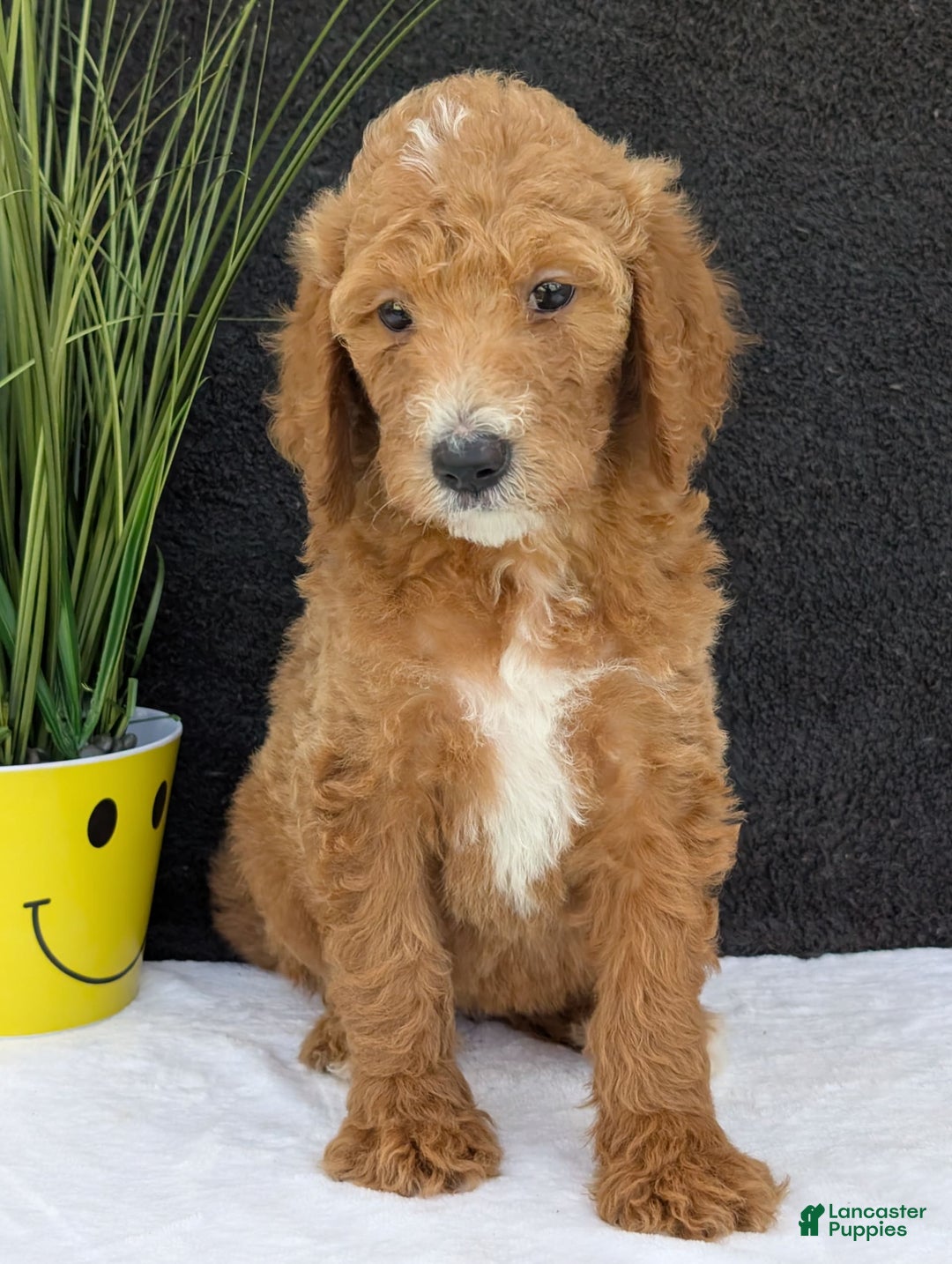 Goldendoodle dogs for sale: Zoey - Image 7