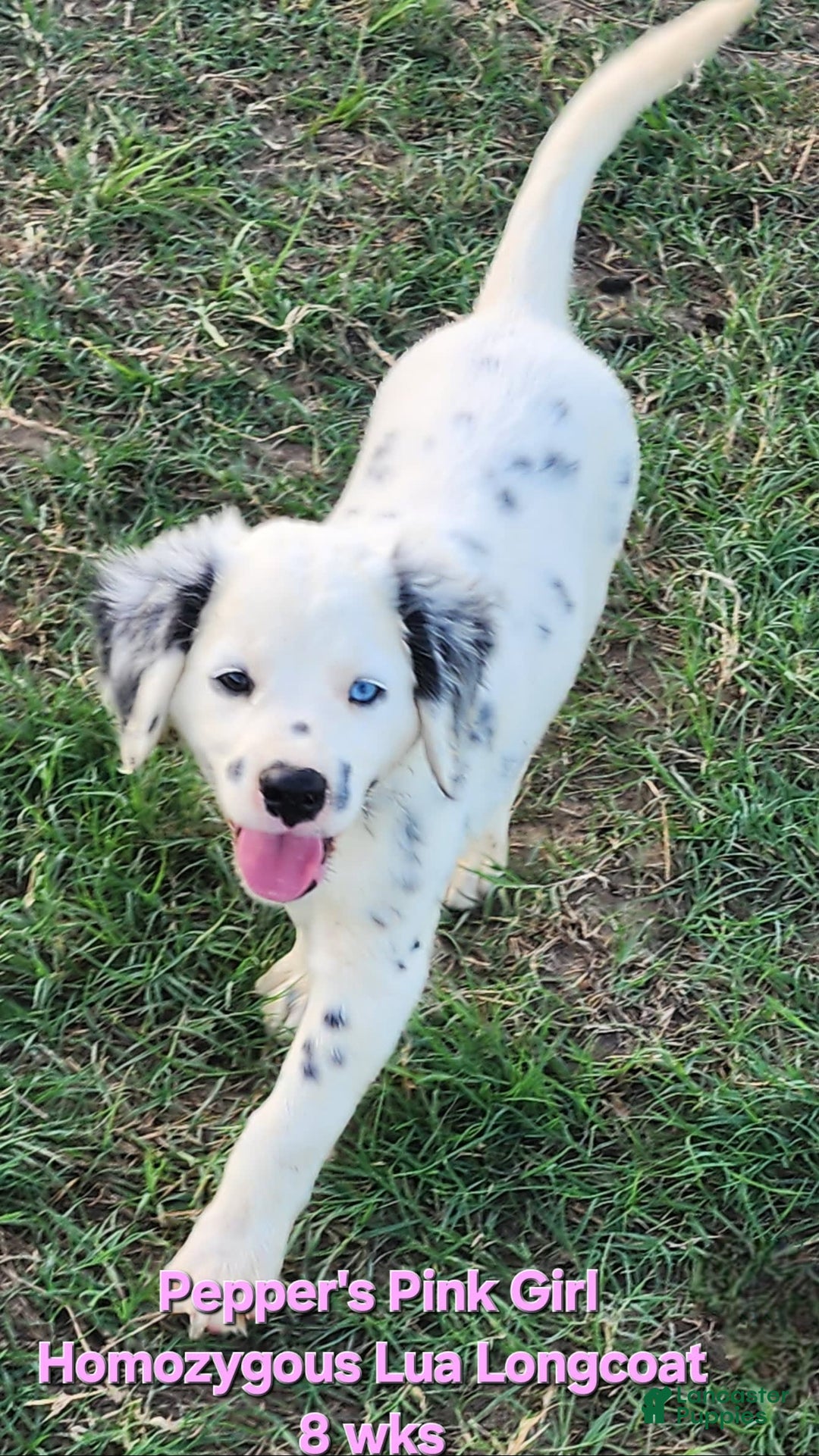Dalmatian dogs for sale: Peppers Pink Girl - Image 11