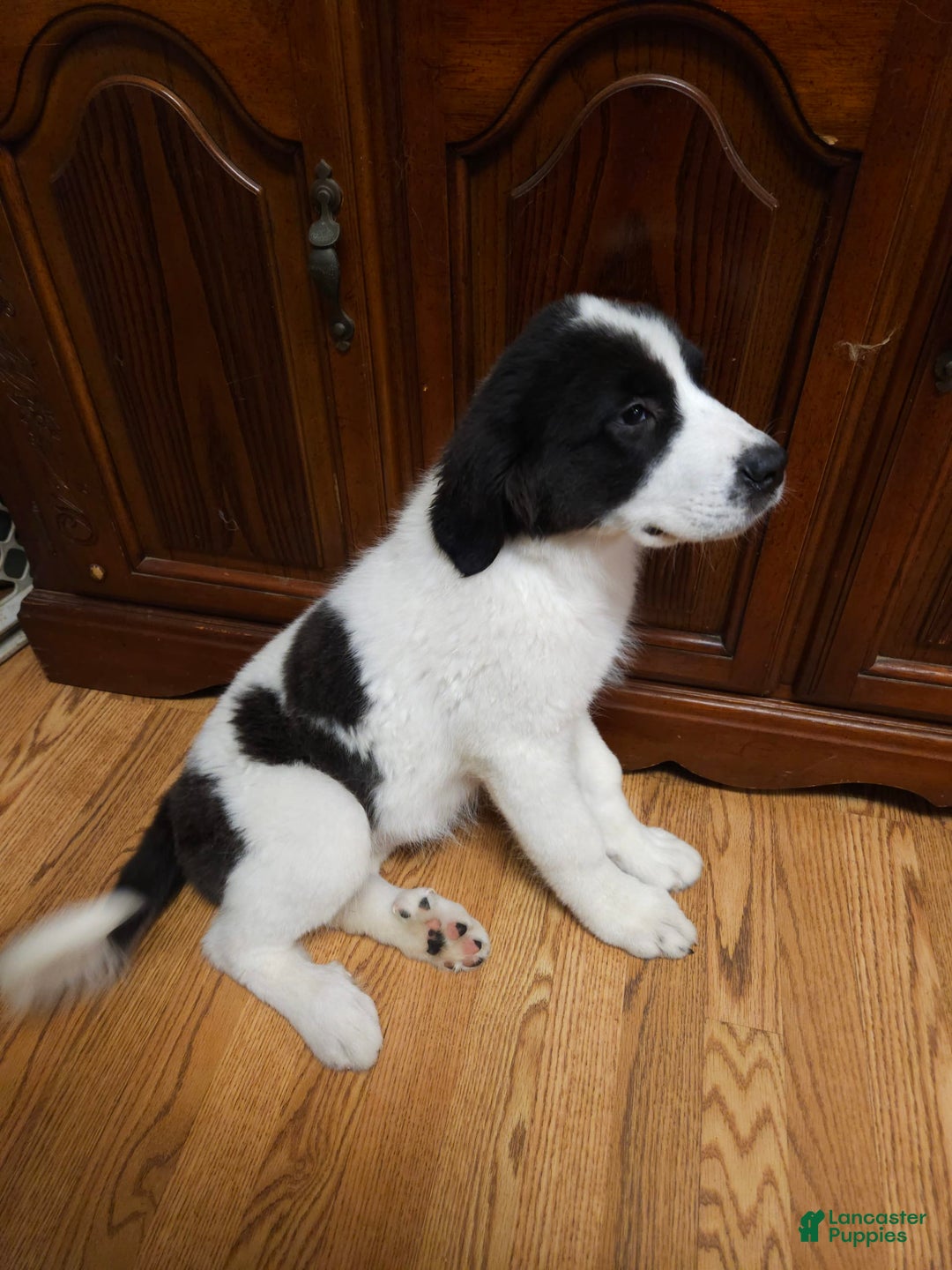 Great Pyrenees dogs for sale: Trish - Image 1