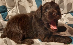 Miniature Schnauzer dogs for sale: Boy2 - Image 2