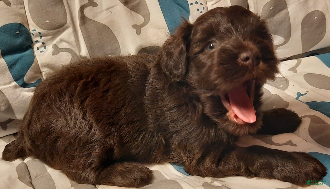 Miniature Schnauzer dogs for sale: Boy2 - Image 2