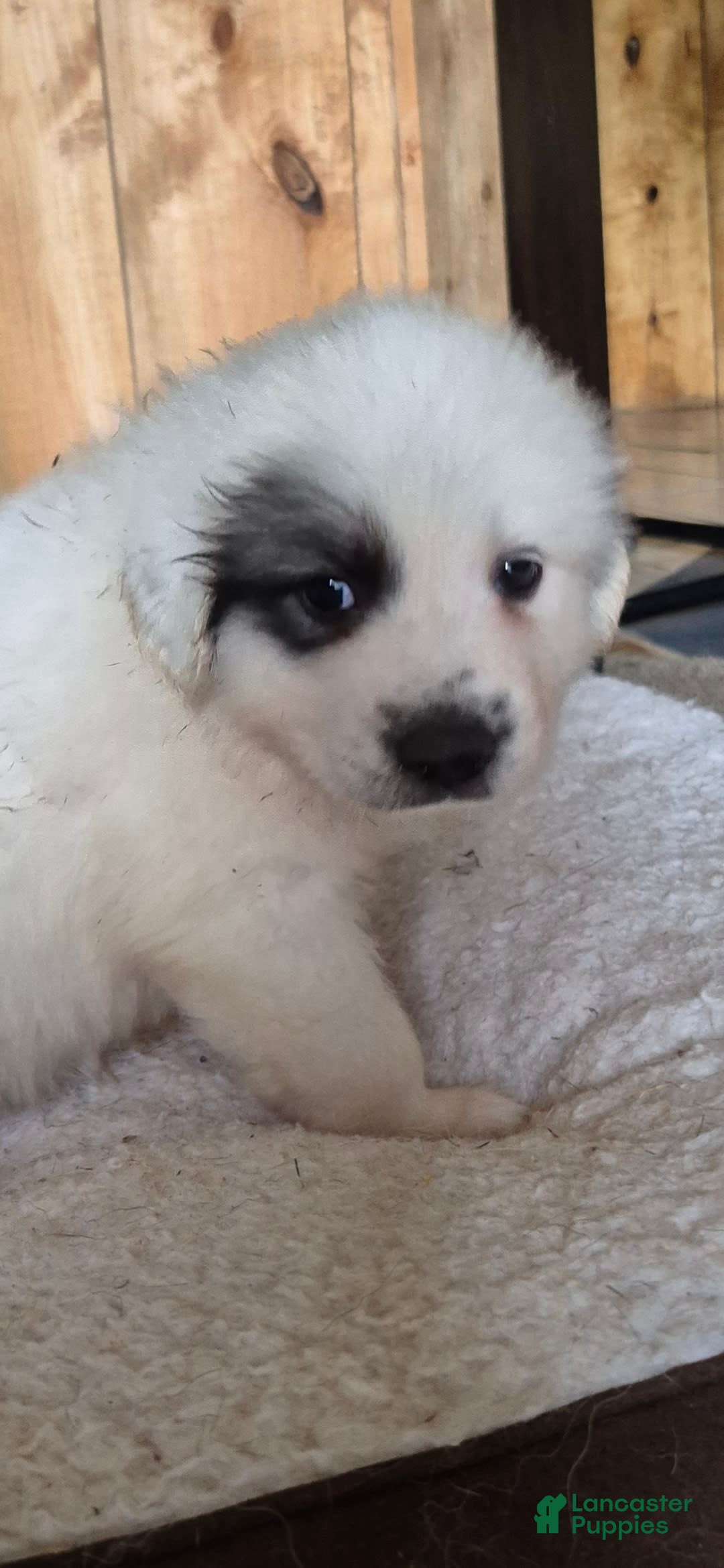 Great Pyrenees dogs for sale: Orange - Image 11