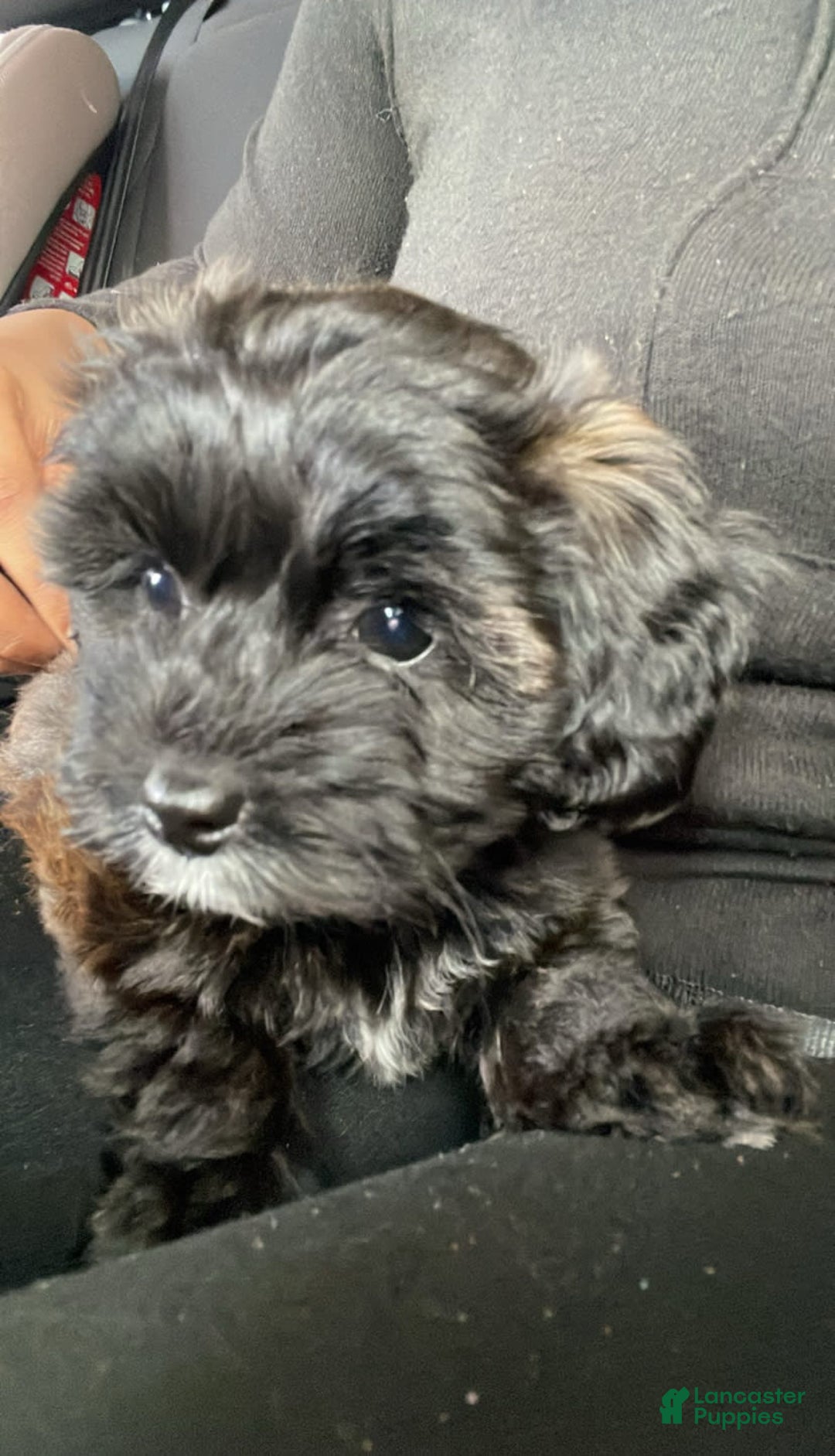 Yorkiepoo dogs for sale: Sarabi - Image 1