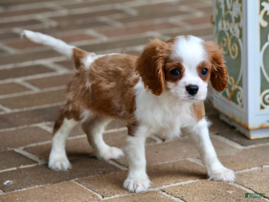 Cavalier King Charles Spaniel dogs for sale: Loki - Image 18