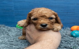Cavapoo dogs for sale: Izaiah - Image 5
