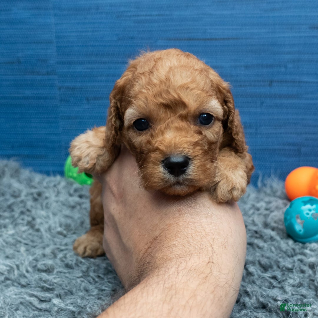 Cavapoo dogs for sale: Izaiah - Image 5