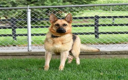 German Shepherd dogs for sale: Satin - Image 6