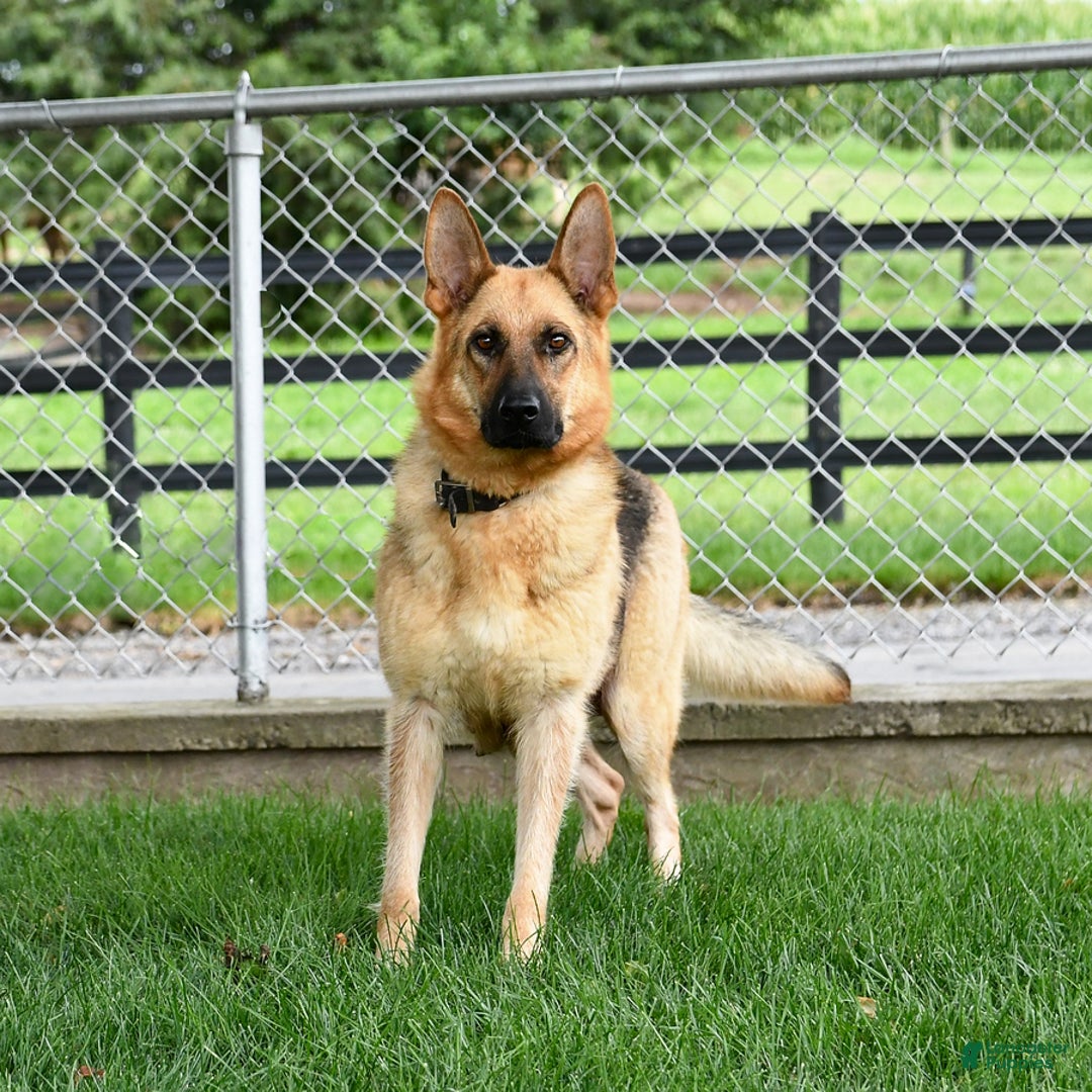 German Shepherd dogs for sale: Satin - Image 6