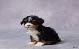 Mini Bernedoodle dogs for sale: Abel - Image 1